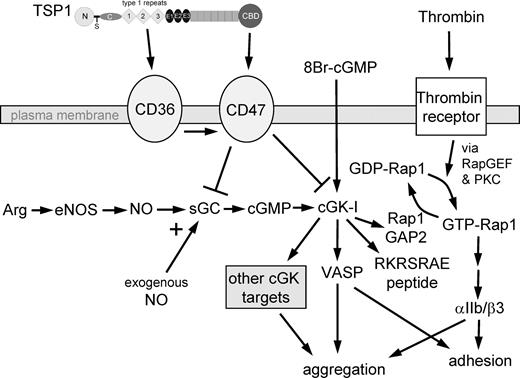 Figure 8. Proposed mechanism for TSP1 antagonism of NO/cGMP signaling in platelets. Using recombinant domains and peptides of TSP1, we show that ligation of CD36 or CD47 is sufficient to block an NO-mediated delay in platelet aggregation. TSP1 blocks a delay mediated by either exogenous NO or NO synthesized by endogenous eNOS using Arg as substrate. The ability of TSP1 to prevent cGMP synthesis stimulated by exogenous NO identifies sGC as one target of TSP1 signaling. The ability of TSP1 to inhibit cGK-I–mediated phosphorylation of VASP and a cGK-I–selective peptide (RKRSRAE) stimulated by a cell-permeable cGMP analog (8Br-cGMP) identifies cGK-I as a second target of TSP1 signaling in platelets. VASP is required for NO/cGMP-mediated inhibition of agonist-induced platelet aggregation44 as well as platelet adhesion.55 TSP1 prevents cGK-I–mediated phosphorylation of VASP at Ser239. NO also stimulates phosphorylation of the cGK-I target Rap1GAP2,40 so TSP1 inhibition of sGC and cGK-I also controls GTP loading of Rap1, which is required for thrombin-stimulated activation of the adhesion receptor αIIb/β3.