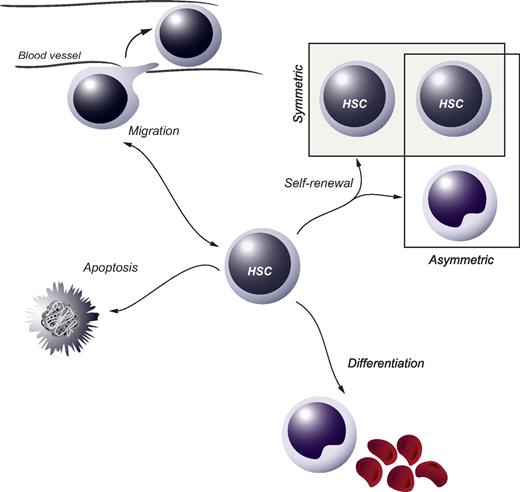 Figure 1. HSC fate decisions. During or after cell division, the 2 daughter cells of an HSC are faced with several options, or fate decisions. These include the possibility to remain a HSC (the process of self-renewal), which can be either symmetric or asymmetric in its nature, to commit along the path of differentiation or to go through apoptosis. In addition, the option to move to other anatomic sites in or outside the BM (migration) can be regarded as a fate decision, which is particularly important during specific stages of ontogeny when HSCs seed the fetal liver or later the BM.