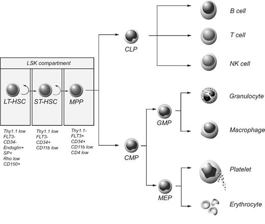 Figure 2. The hematopoietic hierarchy and phenotypic markers associated with HSCs. The LSK compartment contains LT-HSCs, ST-HSCs, and MPPs, each subpopulation of which is associated with distinct phenotypic features as indicated. CLP indicates common lymphoid progenitor; CMP, common myeloid progenitor; GMP, granulocyte/macrophage progenitor; and MEP, megakaryocyte/erythrocyte progenitor.