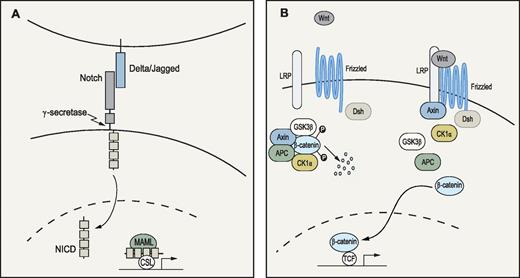 Figure 3. Notch and Wnt signaling pathways. (A) Notch pathway: When ligands of the Delta (Delta1-3) or Jagged (Jagged 1-2) families bind to the Notch receptor, proteolytic events involving γ-secretase lead to release and translocation of the intracellular domain of the receptor (NICD) to the nucleus. Subsequently, NICD will form a complex with the transcription factor CSL and cofactors of the Mastermind-like (MAML) family to activate transcription of target genes.138 (B) Wnt pathway: Wnt signaling is initiated when a ligand binds to the Frizzled and lipoprotein receptor-related protein (LRP) receptors at the cell surface. In the absence of Wnt ligands, the downstream signal transducer β-catenin is trapped by adenomatous polyposis coli (APC) and Axin in a destruction complex, where it is phosphorylated by casein-kinase 1α (CK1α) and glycogen synthase kinase (GSK3β). Phosphorylation ultimately leads to ubiquitination and degradation of β-catenin. On ligand binding, Frizzled forms a complex with disheveled (Dsh), whereas LRP is phosphorylated, resulting in Axin relocation to the cell membrane. Subsequently, the destruction complex is dispersed and β-catenin accumulates and translocates to the nucleus where it interacts with the T-cell factor/lymphoid enhancer factor (TCF) transcription factors to regulate gene expression.139,140