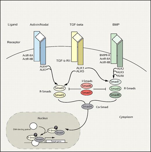 Figure 4. Smad signaling pathway. Smad pathway: TGF-β family members bind and signal through 2 types of serine/threonine kinase receptors, type I and type II, both of which are necessary for signal transduction. On ligand binding and receptor activation, the Smad proteins are activated through phosphorylation by type I receptors.141,142 Three groups of Smads have been identified: receptor-activated Smads (R-Smads), common- partner Smads (Co-Smads), and inhibitory Smads (I-Smads). In general, TGF-β and activin signal via R-Smad2 and 3, whereas BMP signals are transduced through R-Smad1, 5, and 8. Phosphorylated R-Smads subsequently associate with the Co-Smad4, creating a complex that translocates to the nucleus where target gene transcription is modified. In contrast to R- and Co-Smads, the I-Smads, Smad6 and Smad7, function in a negative feedback loop to prevent activation of R-Smads.143–145 Divergence and convergence of the Smad signaling circuitry are depicted. Commonly used alternative names include: ALK2/Activin type I receptor, ALK3/BMP type IA receptor, ALK4/Activin type IB receptor, ALK5/TGF-β type I receptor, and ALK6/BMP type IB receptor. The shaded portion indicates the nucleus. P indicates phosphorylation.
