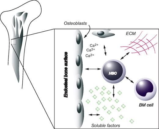 Figure 5. The HSC niche. HSCs are positioned in close proximity to osteoblasts at the endosteal surface of bone. Other factors contributing to the in vivo microenvironment of HSCs include extracellular matrix (ECM), soluble compounds, as well as other cellular components.