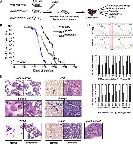 Figure 1. Increased incidence of MMLV-induced lymphomas in Eed mutant mice. (A) Schematic representation of the experimental design. (B) Survival curves showing increased incidence of MMLV-induced tumors in Eedhypo/+ and Eedhypo/hypo mutant mice compared with control littermates. (C) Presence of both Eedhypo mutant and wild-type alleles in MMLV-induced Eedhypo/+ tumors. Top shows the hypomorph T > A point mutation at position 1031 of Eed. Bar graphs show the number of clones sequenced, containing the Eedhypo or wild-type allele, per Eedhypo/+ tumor. Clones were obtained by amplifying the Eed gene from DNA (middle) or RNA (cDNA; bottom) extracted from heterozygous tumors. (D) Wright-Giemsa stainings of representative cytologic preparations of T and B lymphomas and their healthy counterparts from wild-type and Eed mutant mice. *No healthy lymph node preparations could be obtained.