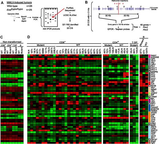 Figure 2. Quantitative analysis of gene-expression levels surrounding CIS clusters in Eedhypo/hypo and wild-type tumors. (A) Schematic representation of the retroviral insertional mutagenesis screen. Briefly, DNA was extracted from Eed mutant or wild-type MMLV-induced lymphomas, and inverse PCR was used to amplify genomic DNA flanking the retroviral integrations. Amplicons were purified, sequenced, and BLATed against the mouse genome. RIS indicates retroviral insertion site; and CIS, common insertion site. (B) Schematic representation of the strategy used to assay expression of genes surrounding a CIS. The median position for every CIS that was found in at least 3 independent MMLV-induced lymphomas was first determined. Genes encompassed in a region spanning 50 kb upstream and downstream of the median CIS (100-kb window) were then assayed for their expression levels by quantitative RT-PCR using Taqman assays. A total of 48 different genes, plus 2 other CISs unrelated to this study (Pim2, Pim3) were analyzed. (C) Color gradient representation of the ΔCt values of CIS-associated genes in nontransformed CD4+, CD8+, CD4+CD8+ (T DP), or B200+IgM+ (B) lymphoid cells from healthy mice. Phenotype and genotypes of the analyzed cells are shown on top. Genes analyzed are shown to the right of panel D. * indicates known CISs unrelated to this study. Reactions were done in triplicate, and average values were calculated. Average ΔCt values were determined using the 18S rRNA as the internal endogenous control gene to normalize the levels of target gene expression. Low ΔCt values denote high expression levels. Average Ct values for the 18S rRNA endogenous control was approximately 9. Mutant indicates Eedhypo/hypo; WT, wild-type. (D) Relative fold differences in gene expression levels of Eedhypo/hypo mutant and wild-type MMLV-induced lymphomas compared with nontransformed wild-type lymphoid cells. The phenotype, genotype, and ID of the analyzed tumor cells are shown on top. Genes analyzed are shown to the right. Genes are grouped by CIS cluster, indicated by a colored bar beside the gene name. Reactions were done in triplicate, and average values were calculated. Relative fold differences were determined using the ΔΔCt method. The corresponding wild-type nontransformed cells were used as the reference calibrators to assess relative fold differences in expression levels in tumors. Differences of less than −5-fold or more than 5-fold were considered significant. Tumor tissues taken for quantitative RT-PCR contained 75% to 100% lymphoid blasts. T DP indicates CD4+CD8+; B, B220+IgM+; Mutant, Eedhypo/hypo; and WT, wild-type.