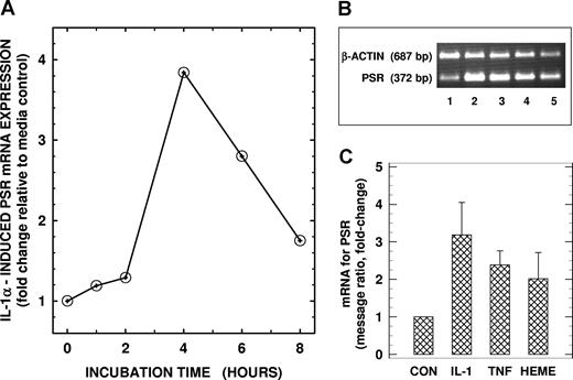 Figure 2. PSR mRNA levels in human lung microendothelial cells. (A) Time-dependent changes in PSR mRNA in HLMECs. Endothelial cells were incubated in the presence of IL-1α (10 ng per mL) for times indicated, and total RNA was isolated and analyzed for mRNA for PSR using a semiquantitative RT-PCR assay. (B) Effects of cytokines and heme on PSR mRNA expression in HLMECs. Endothelial cells were incubated for 4 hours in the absence (lane 1) or presence of 10 ng/mL IL-1α (lane 2), 10 ng/mL TNF-α (lane 3), or 100 μM heme (lane 4) and then analyzed for PSR mRNA. RT-PCR product of PSR mRNA from unactivated HT1080 cells (used as a positive control for PSR expression) is shown in lane 5 for comparison. β-Actin mRNA was coamplified with PSR mRNA as an endogenous control for quantitation. The RT-PCR products of PSR mRNA (372-bp band) and β-actin mRNA (687-bp band) from a representative experiment are shown. (C) Densitometric readings of the ratio between PSR and β-actin messages. Values, presented as fold-change relative to the corresponding media control, are the means (± SD) from 3 different experiments.