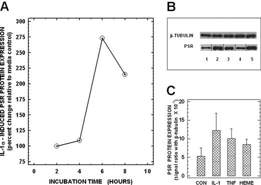 Figure 3. PSR protein expression by human lung microendothelial cells. (A) Time-dependent expression of PSR protein in HLMECs. Endothelial cells were incubated in the presence of IL-1α (10 ng per mL) for times indicated, and total proteins were isolated and analyzed for PSR protein using Western blots as described. (B) Effects of cytokines and heme on PSR protein expression in HLMECs. Endothelial cells were incubated for 6 hours in the absence (lane 1) or presence of 10 ng/mL IL-1α (lane 2), 10 ng/mL TNF-α (lane 3), or 100 μM heme (lane 4) and then analyzed for PSR protein. Total protein extract from unactivated HT1080 cells (used as a positive control for PSR protein expression) is shown in lane 5 for comparison. Equal protein loading was checked by reprobing the stripped immunoblots for β-tubulin protein. PSR and β-tubulin protein bands from a representative immunoblasts are shown. Vertical lines between lanes have been inserted to indicate repositioned gel lanes. (C) Densitometric readings of the ratio between PSR and β-tubulin proteins: Values are the means (± SD) from 3 different experiments.
