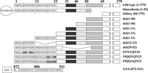 Figure 1. Schematic representation of wild-type human cdb3 and the mutants used in this study. Deleted sequences are represented pictorially as empty boxes. The abbreviation for each construct is listed on the right. For mutants with deleted residues, the parentheses designate the deleted sequence. For mutants with substituted residues, a bold, underlined font indicates the substitutions. Thioredoxin-(1-55) denotes a fusion protein in which thioredoxin is linked to NH2-terminal residues 1-55 of band 3; kidney (66-379) denotes a construct containing residues 66-379 of band 3; del(1-50) denotes a construct containing residues 51-379 of band 3; del(1-40) denotes a construct containing residues 51-379 of band 3; del(1-31) denotes a construct containing residues 32-379 of band 3; del(1-23) denotes a construct containing residues 24-379 of band 3; del(1-11) denotes a construct containing residues 51-379 of band 3; del(12-23) denotes a construct where NH2-terminal residues 1-11 are fused to residues 24-379 of band 3; del(29-52) denotes a construct where NH2-terminal residues 1-28 are fused to residues 53-379 of band 3; 6NNYQN10 denotes a construct containing residues 1-379 of band 3 where residues 6-10 (DDYED) are replaced with NNYQN; 19QQYQN23 and 19QQAQN23 denote NH2-terminal residues 1-379 where residues 19-23 (EEYED) are replaced with QQYQN or QQAQN; GST-(871-911) denotes a fusion protein where glutathione transferase is linked to the NH2 terminus of residues 872-911 of band 3 (ie, the polypeptide's extreme COOH terminus).