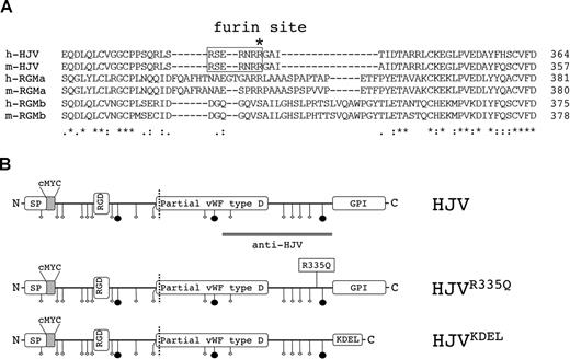 Figure 1. Scheme of constructs and sequence alignment of the regions encompassing the furin motif of RGM proteins. (A) ClustalW alignment (http://www.ebi.ac.uk/clustalw)14 of human RGMs, showing amino acidic conservation 5′ and 3′ of the furin motif. RSER332NRR335 consensus sequence is boxed. The * above the boxed motif marks arginine 335. The degrees of conservation between proteins are indicated as follows: * indicates identical residue; :, conserved substitution; and ., semiconserved substitution. (B) From top to bottom, schematic representation of HJV functional domains in wild-type HJV and localization of the studied mutation (HJVR335Q) and chimeric variant (HJVKDEL). SP indicates signal peptide; RGD, arginine-glycine–aspartic acid integrin-binding domain; ◇, Cys residue; and ●, Asn residue. The dotted line indicates the autoproteolytic site. The double line shows the peptide used for the antibody production.