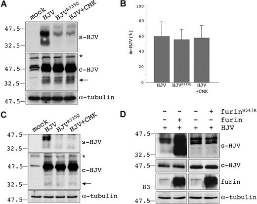 Figure 2. Furin is essential for soluble HJV production. (A) HeLa cells were transfected with empty vector (mock), wild type (HJV), and R335Q variant (HJVR335Q); HJV-transfected cells were treated with 50 μM CMK to inhibit endogenous furin (HJV + CMK). After incubation for 24 hours in serum-free media, media and total lysates (50 μg) were loaded on a 10% SDS-PAGE, blotted, and analyzed by Western blot using the anti-HJV. Anti–α-tubulin was used to verify equal loading. (B) Transfected HeLa cells were fixed and incubated with anti-HJV. The amount of HJV expressed at the cell surface (unpermeabilized cells) is shown as a fraction (percentage) of total protein expression (permeabilized cells) and is indicated as m-HJV (%). Experiments were performed 3 times and made in triplicate. Error bars indicate SD. (C) Transfected HepG2 cells were treated as described in panel A, and media and total lysates were analyzed by Western blot using anti-HJV and anti–α-tubulin. (D) HeLa cells were transiently cotransfected with HJV and furin vectors, both the wild-type (furin) and the inactive variant W547R (furinW547R). Media and total lysates were analyzed by Western blot using anti-HJV and anti-furin antibodies. s-HJV indicates soluble HJV; c-HJV, cell-associated HJV. The equal loading was verified by α-tubulin. CMK indicates decanoyl-Arg-Val-Lys-Arg-chloromethylketone. Arrows indicate autoproteolytically generated forms; *, unspecific bands. A further aspecific band is recognized by the anti-HJV antibody at approximately 47.5 kDa, as shown in mock lanes. Scales refer to relative molecular mass in kilodaltons.