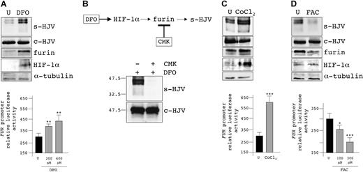 Figure 3. Iron deficiency, hypoxia, and iron overload control soluble HJV production through the regulation of furin. (A) Transfected HeLa cells were incubated for 8 hours in serum-free media in the presence of 300 μM DFO. Total lysates and concentrated media (50 μg) were analyzed using anti-HJV, anti-furin, and anti–HIF-1α. α-Tubulin was used to verify equal loading. The histogram indicates the FUR promoter activity, expressed as a fold induction of the luciferase reporter gene normalized on the empty vector. The Renilla activity was used to verify the transfection efficiency. Experiments were replicated 3 times. (B, top panel) Scheme of the experiment shown in the bottom panel. (B, bottom panel) Cells were treated with DFO, to activate HIF-1α, in the presence (+) or absence (−) of 50 μM CMK, to inhibit furin. Total lysates and concentrated media (50 μg) were analyzed by Western blot, using anti-HJV. The relative molecular mass, in kilodaltons, is indicated on the left. (C,D) Transfected cells were treated with 500 μM CoCl2 (C) or 100 μM FAC (D) for 24 hours and analyzed as indicated in panel A. U indicates untreated; DFO, deferoxamine; CoCl2, cobalt chloride; FAC, ferric ammonium citrate; s-HJV, soluble HJV; c-HJV, cell-associated HJV; and CMK, decanoyl-Arg-Val-Lys-Arg-chloromethylketone. Error bars indicate SD. *P < .01. **P < .005. ***P < .001.
