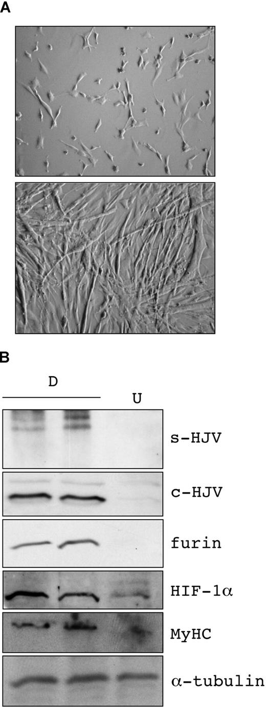 Figure 4. Modulation of soluble HJV production in differentiated murine myoblasts. (A) Morphologic differentiation of murine myoblasts (top panel) to myotubes (bottom panel) after incubation in differentiation medium for 72 hours. Phase-contrast microscopy was performed with a Leica DM IRB microscope, 20×/0.30 NA objective, and images were acquired with a Leica DC 300 FX camera and Leica IM50 software (Leica Microsystems, Wetzlar, Germany). (B) After incubation in serum-free media, media and total lysates from undifferentiated (U) and differentiated (D) cells were loaded onto a 10% SDS-PAGE, blotted, and analyzed by anti-HJV, anti-furin, anti–HIF-1α, and anti–myosin heavy chain (MyHC). α-Tubulin was used to verify equal loading.