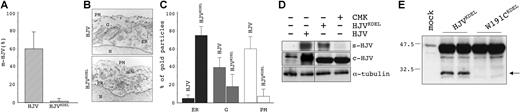 Figure 5. The furin cleavage of 42-kDa soluble HJV occurs in the ER. (A) Plasma membrane localization of wild-type HJV and HJVKDEL was quantified using the described binding assay. Experiments were replicated 3 times. Error bars indicate SD. (B) HeLa cells were transiently transfected with mammalian vector encoding the wild-type HJV and HJVKDEL. Eighteen hours after transfection, sections were stained with anti-cMYC using nanogold protocol as described in “EM and morphometric analysis.” Images were acquired using AnalySIS software (Soft Imaging System, Lakewood, CO). Original magnification, × 23 000. PM indicates plasma membrane; ER, endoplasmic reticulum; G, Golgi; and N, nucleus. (C) Morphometric analysis of wild-type HJV and HJVKDEL proteins showing the different distribution of the molecules in intracellular compartments. Black bars indicate endoplasmic reticulum (ER); gray bars, Golgi apparatus (G); and white bars, plasma membrane (PM). Error bars indicate SD. (D) Media and total lysates from cells transfected with empty vector (first lane), wild-type HJV (second lane), HJVKDEL (third lane), and HJVKDEL plus 50 μM CMK (fourth lane) were analyzed by Western blot and anti-HJV. Anti–α-tubulin was used to verify equal loading. s-HJV indicates soluble HJV; c-HJV, cell-associated HJV; and CMK, decanoyl-Arg-Val-Lys-Arg-chloromethylketone. (E) HeLa cells were transfected with the empty vector (mock), HJVKDEL, and the autoproteolytically defective variant W191C KDEL; total lysates (50 μg) were loaded on a 10% SDS-PAGE, blotted, and analyzed using anti-HJV. The arrow indicates the autoproteolytically generated fragment. The relative molecular mass, in kilodaltons, is indicated on the left.