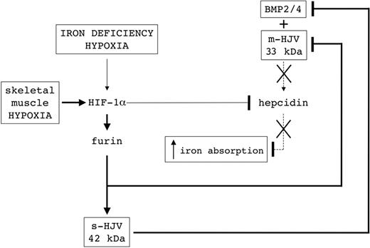 Figure 6. Scheme of iron homeostasis and hepcidin regulation in hypoxia. Systemic hypoxia/iron deficiency stabilizes HIF-1α, which may activate/inhibit the HIF-1α target genes. Among these, furin is up-regulated, while hepcidin is down-regulated. The inhibition of hepcidin increases iron absorption. Up-regulation of furin via HIF-1α may occur in hypoxic skeletal muscles (bold line) and increase s-HJV production. s-HJV, sequestering BMP2/4, blocks hepcidin activation mediated by the m-HJV/BMPs complex (dotted line) in the hepatocytes. At the same time, furin may cleave m-HJV to reduce the BMP coreceptor.