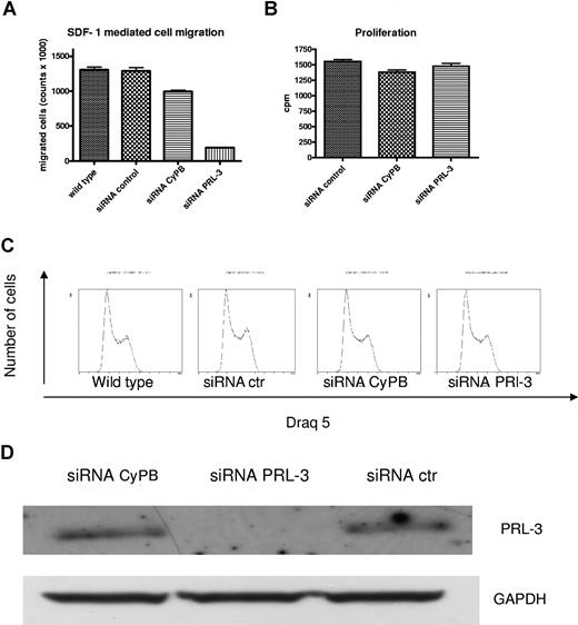 Figure 7. The effect of down-regulation of PRL-3 expression on migration, proliferation, and cell cycle in INA-6 cells. (A) Transfection of PRL-3 siRNA reduced SDF-1–induced migration in INA-6 cells as compared with transfection with control siRNAs. Wild-type INA-6 cells are cells stimulated with SDF-1 but not transfected. (B) PRL-3 siRNA as well as control siRNAs did not influence the proliferation of INA-6 cells. (C) PRL-3 siRNA did not induce cell-cycle arrest. The percentages of cells in G0/G1, S, and G2M in wild-type INA-6 were 35.2%, 44.9%, and 19.9%, respectively. In transfected cells, the percentages were 32.3%, 44.4%, and 23.4% in siRNA-negative control; 29.7%, 46.2%, and 24.1% in positive control siRNA cyclophilin B; and 32.2%, 46.6%, and 21.3% in siRNA PRL-3, respectively. (D) The down-regulation of the PRL-3 protein was verified on Western blot. Similar results were shown in 3 independent experiments. Error bars represent +1 standard deviation of 5 (migration) and 4 (thymidine incorporation) measurements.