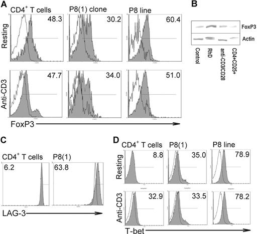 Figure 5. Analysis of phenotypic markers FoxP3, T-bet, and LAG-3. Heterologous CD4+ T cells (1 × 106/mL), P8(1) clones, or peptide 72H-86L specific cell lines (both 1 × 105/mL) were incubated in the presence or absence of anti-CD3 mAb for 24 hours at 37°C, 5% CO2 before analysis of FoxP3 expression by flow cytometry (A). Top (resting cells) and bottom (activated cells) panels illustrate number of FoxP3+ cells in CD3+CD4+CD25low (white histogram) and CD25bright (gray) T-cell populations from T cells, clone, and line, respectively. Analysis of FoxP3 expression by Western blot (B). Representative Western blot of cell extracts analyzed by SDS-PAGE and stained for FoxP3 or the control protein actin. The extracts were obtained from Tr clone P8(1) either resting, stimulated by presentation of Rh protein autoantigen, or activated nonspecifically by anti-CD3 and anti-CD28 for 96 hours at 37°C, 5% CO2. CD4+CD25+ peripheral blood cells isolated ex vivo are also included as a positive control for FoxP3 staining. Densitometric analysis normalized against actin levels confirmed increased FoxP3 expression by the Tr clone after specific Rh protein autoantigen stimulation (0.61) compared with nonstimulated control (0.43) or nonspecific stimulation (0.51) but similar to isolated CD4+CD25+ cells (0.59). Relative expression of the Th1 T-cell–associated transcription factor, T-bet (C). Cells were treated as described for panel A, and increases in number of T-bet+ clones or cell lines (gray histogram) at rest (top) or activated with anti-CD3 mAb (bottom) were compared with resting CD4+ T cells (white histogram). Comparison of LAG-3 analysis (D). CD4+ T cells shown in left panel (white and gray histograms are resting and activated cells, respectively) and clone, right panel, were costained with anti–LAG-3 antibody and compared for expression. Number of IL-10 positive cells are represented in upper right quadrant as a percentage of the total CD4+ T-cell population.