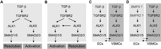 Figure 1. Multiple versions of TGF-β signaling pathways in endothelial and smooth muscle cells. During the activation phase of angiogenesis, endothelial cells degrade their vascular basement membranes, migrate into extracellular spaces, proliferate, and form vascular lumens. During the resolution phase, endothelial cells cease to migrate and to proliferate and instead reconstitute their basement membranes. The maturation and remodeling of the vessels also occur in this phase, as mesenchymal cells are recruited for endothelial tube ensheathment. (A,B) It has been reported that both ALK1 and ALK5 are TGF-β subfamily type I receptors in ECs: that is, they are both activated by TGF-β subfamily ligands binding to TGFBR2. As ALK1 and ALK5 signal through different SMAD proteins, it has been suggested that the opposing activities of these 2 type I receptors regulate angiogenesis. However, whereas some studies have suggested a role or ALK1 in resolution and ALK5 in activation,14,17 others have suggested opposite roles, with ALK5 being necessary for ALK1 function.16,20 (C) Both balance models (A,B) are called into question by an expression study in mice showing that, whereas Alk1 is endothelial-specific, Alk5 is expressed not in the endothelium but in neighboring smooth muscle cells.21 (D) Data presented do not support a role for TGF-β subfamily ligands and TGFBR2 in ALK1 function, suggesting that TGF-β superfamily ligands outside of the TGF-β subfamily may be physiologic ligands for ALK1 in endothelial cells. This hypothesis is supported by recent biochemical data demonstrating that BMP9 serves as an ALK1 ligand.12,13