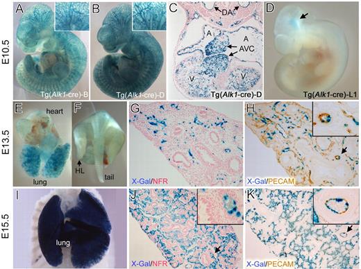 Figure 2. Tg(Alk1-cre)-L1 mice express the Cre recombinase predominantly in the pulmonary vascular endothelial cells. The cells in which Cre–mediated recombination has occurred were visualized by staining the Tg(Alk1-cre);R26R bigenic embryos with X-gal for the β-gal activity at E10.5 (A-D), E13.5 (E-H), and E15.5 (I-K) stages. (A,B) X-gal-positive staining is visible in the blood vessels throughout embryos in the Tg(Alk1-cre)-B (A) and -D (B) lines. (C) Transverse sections of X-gal stained Tg(Alk1-cre)-D embryo showing lacZ expressions in the vascular ECs, endocardial cells in atria and ventricles, and mesenchymal cells in the atrioventricular cushion (AVC). (D) In contrast with that in the B and D lines, almost no lacZ expression was detected in the L1cre embryos; only a spotty staining pattern in the head region (arrow). (E,F) Dorsal aorta (DA) view of the heart and lungs of L1cre:R26R embryos stained with X-gal, showing a strong lacZ expression in the lung in comparison with a patch staining in the heart (E) and body trunk (F). (G,H) Histologic sections of the X-gal stained lung was counterstained with NFR (G) or costained with anti-PECAM antibodies (H). The inset in panel H is a magnified view of the area indicated by the arrow. Note that X-gal-positive cells resided in pulmonary ECs, but only in a subpopulation of PECAM-positive cells. (I) Ventral view of the X-gal stained L1cre:R26R lung attached to the body trunk. The heart was removed for clarity of the view. Note a strong X-gal staining in the lung but not in the body trunk. (J,K) Histologic sections demonstrate that most PECAM-positive cells are positive for X-gal staining in E15.5 embryonic lungs, yet no X-gal-positive cells were detected in airway epithelial and smooth muscle cells. Insets are magnified views of the areas indicated by the arrow in each panel.