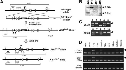 Figure 3. Generation of Alk1-conditional alleles. (A) Schematic diagram of the Alk1 wild-type allele, Alk1-conditional targeting vector, and Alk13loxP, Alk12loxP, and Alk11loxP alleles. Exons and loxP sequences are indicated by boxes and arrowheads, respectively. Locations of primer pairs used for amplifying specific regions containing a loxP sequence are also indicated. (B) Genomic Southern blot analysis from EcoRI digested DNA isolated from several ES clones, showing the homologous recombination of the Alk13loxP vector into the Alk1 locus. (C) Representative PCR genotyping results from intercrosses of Alk1+/3loxP (top) and Alk1+/2loxP (bottom). The arrowheads indicate the PCR amplicon containing the loxP sequence; Alk13loxP/3loxP (lanes 2 and 5); Alk1+/3loxP (lanes 1, 4); Alk1+/+ (lane 3); Alk1+/2loxP (lanes 6 and 8); and Alk12loxP/2loxP (lanes 7, 9, and 10). (D) PCR detection of the Alk11loxP allele from genomic DNA isolated from multiple organs/tissues of E16.5 L1cre(+)Alk13loxP/3loxP (top), L1cre(+)Alk1+/3loxP (middle), and L1cre(−);Alk13loxP/3loxP (bottom) fetuses, demonstrating tissue-specific Cre activities. The arrowheads indicate the Alk11loxP-specific PCR amplicon.