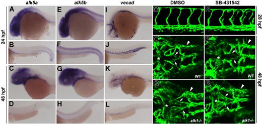 Figure 8. Zebrafish alk5a and alk5b are not expressed in the endothelium and activities are not necessary for vessel development. alk5a is expressed in the eye, brain, pharyngeal arches, and endoderm at 24 and 48 hpf (A-D). alk5b is also expressed in these tissues, as well as in the spinal cord and ventral somites (E-H). Neither seems to be expressed in blood vessels (compare A-H with I-L, vecad expression). Exposure of phenotypically wild-type zebrafish embryos to 100 μM SB-431542 beginning at the 8- to 10-somite stage had no effect on trunk (M,N) or cranial (O,P) vascular anatomy at 24 or 48 hpf, respectively. This same exposure regimen did not exacerbate the cranial vascular phenotype in alk1−/− embryos (Q,R). Comparing panels Q and R with O and P, note enlargement of basal communicating artery (asterisk), posterior connecting segments (arrows), and primordial hindbrain channel (arrowhead). (A-L) In situ hybridization, lateral views, anterior to the left. First and third rows, head; second and fourth rows, trunk and tail. M-R, 2-dimensional reconstructions of laser scanning confocal Z-series of TG(flk1:GFP)la116 embryos. (M,N) Lateral views of the trunk, anterior to the left. (O-R) Dorsal views of the head, anterior to the left.