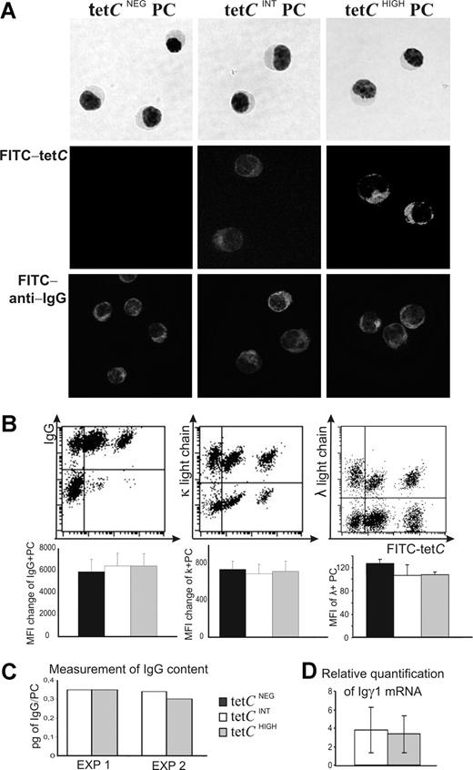 Figure 3. Isolation of tetCNEG, tetCINT, and tetCHIGH PCs and comparison of the quantity of cytoplasmic Ig. (A) The 3 PC subsets were purified from peripheral blood by FAC sorting. A May-Grunwald-Giemsa staining is shown in the top row; immunofluorescence confocal microscopy for FITC-tetC and IgG are shown in the middle and bottom rows, respectively (original amplification 40×/0.75 NA). (B) Top row: representative experiments showing the flow cytometry dot plots analysis of the intracellular expression of Igγ, Igκ, and Igλ light chains by tetCNEG, tetCINT, and tetCHIGH PCs. Bottom row: Bar histograms summarize the results obtained in different donors. Values are expressed as the MFI change (MFI of positive PCs minus MFI of negative PCs) for IgG and Igκ light-chain expression, and as MFI of positive PCs for Igλ light chain. Results represent the mean plus or minus SEM (n = 6). (C) Quantification of the IgG contained in purified tetCINT and tetCHIGH PCs. Whole-cell lysates were prepared in Triton X-100, and the lysed cells were centrifuged to remove the cell debris. The quantity of IgG released was assessed by ELISA. Results are expressed as picograms of IgG per cell obtained in 2 different experiments. (D) Comparison of the quantity of IGγ1 mRNA expressed by blood isolated tetCINT and tetCHIGH PCs. Values were normalized using as endogenous calibrators those obtained for tetCNEG PCs in each experiment, which were taken as 1. Results represent the mean plus or minus SEM (n = 6).