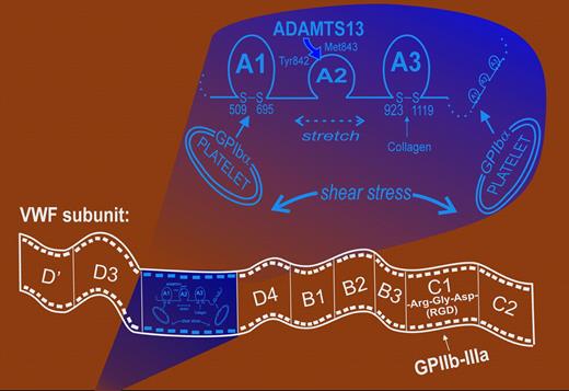 Projecting a dual role for platelet GPIbα in regulating ADAMTS13-mediated proteolysis of VWF. First, GPIbα binding to VWF A1 removes an inhibitory constraint of ADAMTS13-dependent A2 proteolysis at Tyr842/Met843. Second, binding of 2 or more platelets to an individual VWF multimer through GPIbα stretches the flexible A2 domain under shear to facilitate ADAMTS13 cleavage of A2, thereby decreasing the prothrombotic activity of high-molecular-weight multimers.