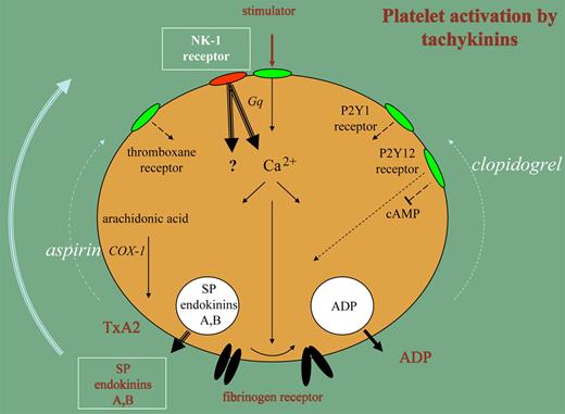 Platelet stimulation leads to a rise in Ca2+, which activates the fibrinogen receptor enabling aggregation (solid arrows). This pathway is accelerated by release of ADP and thromboxane A2 (TxA2) through P2Y and thromboxane receptors (dotted arrows). Clopidogrel and aspirin interfere with these pathways. The secretion of Substance P (SP) and endokinins A, B forms a third mechanism for feedback activation of platelet functions (bold arrows).