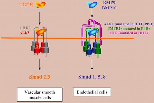 Signaling models for TGFβ and BMP9/10.