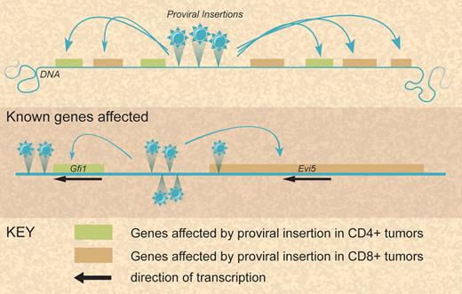 Modes of leukemia gene alteration at complex loci after proviral insertion. Illustration by Debra Tyler.