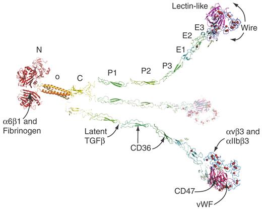 Conceptual ribbon diagram of THBS-1 or THBS-2. The structures used to make the model are of recombinant constructs from 5 different proteins. Sites of interaction of THBS-1 with platelet proteins are indicated by arrows.