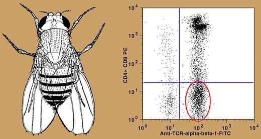 Left panel: The notched-wing phenotype of Drosophila melanogaster with thickening of the wing vein, which is a sex-linked recessive trait with a loss of function mutation. Reproduced from Thomas H. Morgan. “The theory of the gene.” The American Naturalist (609):513-544.1917. weblink < http://www.esp.org/books/morgan/theory/facsimile/contents.htm > . Right panel: Flow cytometry showing excess of double negative (TCR αβ + /CD4-/CD8-) T lymphocytes comprising 21% (9985 cells) of the peripheral blood mononuclear cells in a patient with profound lymphoproliferation due to ALPS. (Flow cytometry figure courtesy of Margaret Brown, NIH)