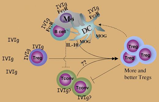 Mechanisms involved in IVIg effects on Tregs. Dashed lines depict possible in vivo interactions that may occur but have not been specifically explored in the present study.