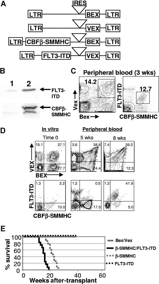 Figure 1. Generation of animals transplanted with CBFβ-SMMHC/FLT3-ITD-expressing cells. (A) Structure of the MSCV (murine stem cell virus) retroviral constructs. LTR indicates long terminal repeat; IRES, internal ribosome entry site, BEX, blue-excited GFP; VEX, violet-excited GFP. (B) Western blot analysis showing expression of CBFβ-SMMHC and FLT3-ITD in 2 × 106 bone marrow cells FACS–sorted from a 2-month posttransplantation CBFβ-SMMHC/FLT3-ITD animal (lane 2). An equivalent number of bone marrow cells sorted from a Bex/Vex-control animal was used for lane 1. (C) Representative FACS analysis of peripheral blood from Bex/Vex control or CBFβ-SMMHC/FLT3-ITD–reconstituted mice at 2.5 weeks after transplant. Frequencies for double-transduced cells are shown and were variable between experiments. (D) In vitro transduction efficiencies of highly purified KLSF cells used to reconstitute lethally irradiated recipient mice and changes in chimerism of doubly transduced cells in peripheral blood over time in vivo (n = 5 for each of control and CBFβ-SMMHC/FLT3-ITD–reconstituted mice). The same animal was analyzed at 5 and 8 weeks after transplant. Numbers on plots are percentages of total cells.(E) Kaplan-Meier survival curves of mice transplanted with cells expressing CBFβ-SMMHC (n = 9), FLT3-ITD (n = 5), CBFβ-SMMHC/FLT3-ITD (n = 17), or control Bex/Vex (n = 23) retroviruses.