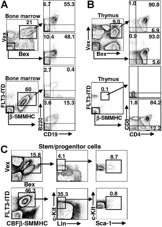 Figure 4. Representative FACS analysis of hematopoietic tissues in Bex/Vex control and CBFβ-SMMHC/FLT3-ITD–reconstituted animals. (A) Bone marrow analysis of early B-lineage development. Cells were gated for Bex/Vex expression and then analyzed for B220 and CD19 expression. Bone marrow cells that lacked Bex/Vex expression were also analyzed from the same animals. (B) FACS analysis of thymocyte development was analyzed using CD4 and CD8 staining. (C) Bone marrow cells were stained with a cocktail of antibodies to antigens on mature blood cells (Lin−) and for c-Kit and Sca-1 expression using FACS. Absolute cell numbers of c-Kit+Lin−Sca-1+ (KLS) cells that were Bex+/Vex+ was determined from total bone marrow counts and the frequency of KLS cells within the indicated gates. Numbers on plots are percentages of total cells.