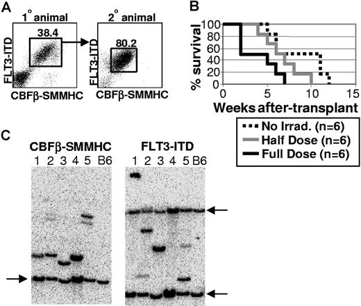 Figure 5. CBFβ-SMMHC/FLT3-ITD blasts are malignant in nonirradiated secondary hosts. (A) A primary CBFβ-SMMHC/FLT3-ITD animal was killed at 3 months after transplantation, and 1 million bone marrow cells were transplanted into each of 6 secondary recipient mice that received different doses of irradiation. Representative FACS analysis of bone marrow cells from the primary donor animal and a moribund secondary recipient. Numbers on plots are percentages of total cells. (B) Kaplan-Meier survival curve for one representative experiment that was repeated using bone marrow from an independent, moribund primary CBFβ-SMMHC/FLT3-ITD animal. (C) Southern blot analysis using DNA isolated from splenocytes obtained from one of multiple secondary recipient mice transplanted at limiting dilution with bone marrow cells isolated from 5 independent, moribund primary CBFβ-SMMHC/FLT3-ITD mice. Lanes 1-5 represent one secondary recipient animal that was analyzed from each of 5 primary animals that were killed, with lane numbers representing the same DNA sample used for both blots. Blots were hybridized with radiolabeled sequences complementary to FLT3 or CBFβ sequences to detect unique proviral integrants. Arrows indicate the endogenous murine Flt3 and Cbfβ bands that were highly homologous to the radiolabeled probe derived from the human FLT3-ITD and CBFβ-SMMHC cDNA sequences. Wild-type C57BL/6 splenocytes served as control samples for each blot.