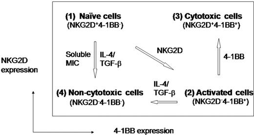 Figure 5. Diagrammatic expression profiles of NKG2D and 4-1BB in conjunction with cytotoxic effector status. (1) Naive cells: naive CD8+ T cells express NKG2D, but no 4-1BB on the cell surface. They have NKG2D susceptible to down-modulation in the presence of TGF-β1 and IL-4 becoming cells lacking both NKG2D and 4-1BB. (2) NKG2D-costimulated cells: these cells lack NKG2D and express induced 4-1BB, representing activated yet immature cells with the capacity for cytotoxic activity. (3) Cytotoxic cells: 4-1BB costimulation of NKG2D-costimulated cells results in another cell type expressing both NKG2D and 4-1BB on the cell surface. These cells are highly cytotoxic and are refractory to TGF-β1 inhibition. (4) Incapacitated cells: these cells lack both NKG2D and 4-1BB and manifest no cytotoxic activity. These cells may be derived from naive or NKG2D costimulated cells by losing NKG2D or 4-1BB, respectively, in the presence of soluble MIC, IL-4, and TGF-β1.