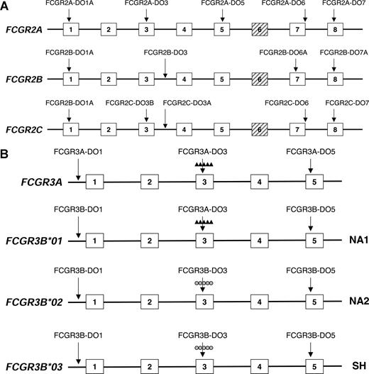 Figure 1. Location of MLPA probes within the FCGR2 and FCGR3 gene clusters. (A) Location of MLPA probes within the FCGR2 gene cluster. Several probes within each separate gene, being either specific for FCGR2A, FCGR2B, or FCGR2C were used to determine CNV and SNPs. Shown are only the probes to determine CNV as indicated by the arrows. For a more detailed probe description, including the SNP probes, we refer to Table S1. (B) Location of MLPA probes within the FCGR3 gene cluster. Several probes within each separate gene were used to determine CNV and the SNPs. Note that the probe that recognizes FCGR3B-HNA1a is the same that recognizes FCGR3A. For a more detailed probe description, we refer to Table S1.