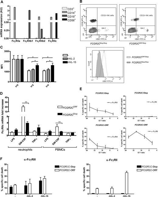 Figure 3. FcγRIIc expression and function. (A) Distribution of FcγRIIc mRNA expression in leucocytes. T cells CD3+, monocytes, and neutrophils CD14+, B cells CD19+, NK cells CD 56+. (B) FcγRII expression on NK cells is limited to the FCGR2C-ORF genotype. Blood cells were incubated with CD56 and CD32. Lymphocytes were gated on the basis of their forward scatter/side scatter pattern. NK-cell population was determined as CD56-positive lymphocytes. (C) FcγRIIc expression on NK cells is modulated by IL-15 but not by IL-2. PBMCs were isolated and cultured as described in “In vitro activation of NK cells.” Expression of CD32 on CD56+ NK cells was measured by flow cytometry with CD32, at the indicated time-points. There was a significant higher expression on days 2 and 4 on the IL-15–stimulated NK cells (P = .01, n = 5). Data are expressed as mean plus or minus SEM. (D) FcγRIIc mRNA is strongly up-regulated by GM-CSF on cells of FCGR2C-ORF donors. Neutrophils and PBMCs were isolated and cultured for 4 hours with the indicated stimuli as described in “In vitro activation of neutrophils and PBMCs.” FcγRIIc mRNA was measured by quantitative RT-PCR. GM-CSF strongly up-regulated FcγRIIc mRNA in neutrophils and, to a lesser extent, in PBMCs of FCGR2C-ORF genotyped donors, but not in FCGR2C-Stop donors (P = .0001 and P = .01, respectively; n = 5-8). Data are expressed as mean plus or minus SEM. (E) rADCC. PBLs were isolated as described in “Isolation of neutrophils and PBMCs,” and FcγRIIc functionality was assessed by rADCC. Cells from both FCGR2C-Stop and FCGR2C-ORF genotyped donors killed anti-FcγRIII–coated targets with similar kinetics (left panels). In contrast, only cells from FCGR2C-ORF genotyped donors were capable of killing anti-FcγRII–coated targets (right panels) (n = 4). Data are expressed as mean plus or minus SEM. (F) rADCC with stimulated cells. PBLs were obtained and subsequently cultured for 2 days with or without IL-2 or IL-15. Thereafter, the cells were harvested and used in a rADCC. Cells from both FCGR2C-Stop and FCGR2C-ORF genotyped donors killed anti-FcγRIII–coated targets (left panel). In both cases IL-15 and, to a lesser extent, IL-2 enhanced specific lysis of the anti-FcγRIII–coated targets (n = 3). In contrast, only cells from FCGR2C-ORF genotyped donors were capable of killing anti-FcγRII–coated targets (right panel). Here again, IL-15 strongly enhanced the specific cell lysis (n = 3). Data are expressed as mean plus or minus SEM.