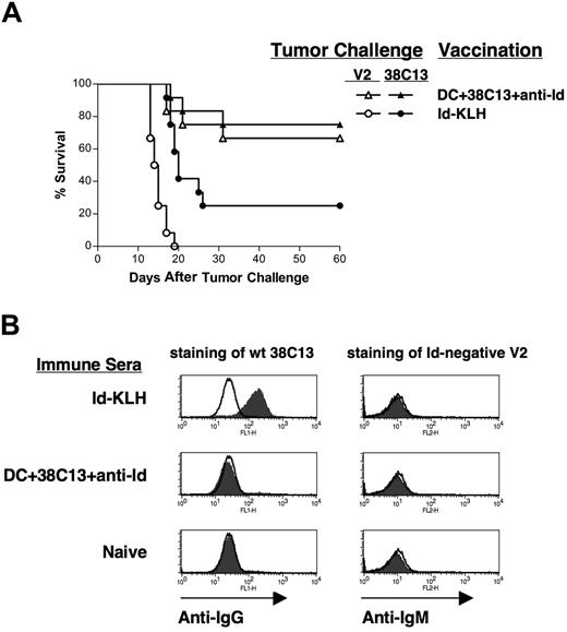 Figure 5. Protective immunity is not dependent on idiotype expression on the tumor cell surface. (A) Groups of 12 mice were vaccinated subcutaneously on days −28 and −14 with DCs loaded with irradiated, mAb-coated tumor cells, Id-KLH protein plus IL-12, or DCs alone, and challenged on day 0 with either 5000 38C13 or 5000 idiotype-negative variant V2 cells. Animals were then followed for tumor growth and killed when tumors reached 1.4 cm in diameter. (B) Anti-Id antibodies are not induced by vaccination with DCs loaded with mAb-coated tumor cells. Pooled sera from mice vaccinated with Id-KLH, DC loaded with irradiated, mAb-coated tumor cells, or naive control sera were incubated for 4 hours with wild-type 38C13 (left panels) or idiotype-negative V2 cells (right panels). Bound antibodies were detected with FITC-labeled anti-IgG (left panels) or anti-IgM (right panels) antibodies (filled histograms) using flow cytometry; lines indicate isotype control staining.