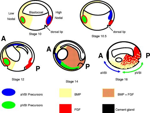 Figure 1. A model for programming the VBI. aVBI precursors in the dorsal lip at stage 10 rapidly escape FGF signaling by crawling over the blastocoel roof toward the animal pole where they encounter BMP signaling in the ventral animal pole ectoderm and commit to a hemangioblast fate (stage 12). They continue to migrate anteriorly and ventrally, and by neurula stages (14-16) they are found in the anterior ventral mesoderm just below the cement gland. pVBI precursors migrate much more slowly and experience prolonged exposure to FGF and BMP signaling through to tailbud stages. By stage 14, the anterior and posterior VBI compartments have met in the ventral midline; and although the aVBI experiences relatively low FGF and BMP signaling, the pVBI region is high in both signals. A block to FGF signaling allows the premature expression of erythroid genes in the posterior, but the high BMP levels do not permit premature expression of endothelial and myeloid genes posteriorly (for more details of the model, see “Discussion”). A indicates anterior; and P, posterior. Distribution of FGF/MAPK and BMP/pSmad1 as in Schohl and Fagotto.31