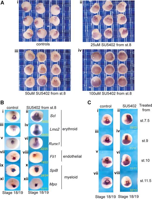 Figure 2. Posterior expansion of erythroid gene expression when FGF signaling is inhibited during gastrulation. (A) Blocking FGF signaling expands Scl expression into posterior regions in a dose-dependent manner (ventral views). Embryos were treated from stage 8 with increasing concentrations of SU5402: 25 μM (ii), 50 μM (iii), and 100 μM (iv), grown to stage 18/19 and probed along with control embryos (i) by whole-mount in situ hybridization for Scl expression. Control siblings were treated with 0.1× MBS containing 0.5% DMSO. (B) Blocking FGF signaling expands erythroid gene expression posteriorly but leaves endothelial and myeloid gene expression intact. Embryos were treated with 50 μM SU5402 from stage 8 and grown to stage 18/19 (anterior ventral views). Control embryos (i,iii,v,vii,ix,xi) in 0.1× MBS plus 0.5% DMSO and treated embryos (ii,iv,vi,viii,x,xii) were then probed by whole-mount in situ hybridization for Scl (i,ii), Lmo2 (iii,iv), Runx1 (v,vi), Fli1 (vii,viii), SpiB (ix,x), and Mpo (xi,xii). Numbers of embryos assayed is recorded in bottom right of each panel. (C) FGF signaling must be blocked during gastrulation for the expansion of Scl expression (anterior ventral views). Embryos were treated with 50 μm SU5402 from stages 7.5, 9, 10, and 11.5 (ii,iv,vi,viii) and grown along with untreated embryos (i,iii,v,vii) to stage 18/19. Embryos were probed for Scl expression by whole-mount in situ hybridization.