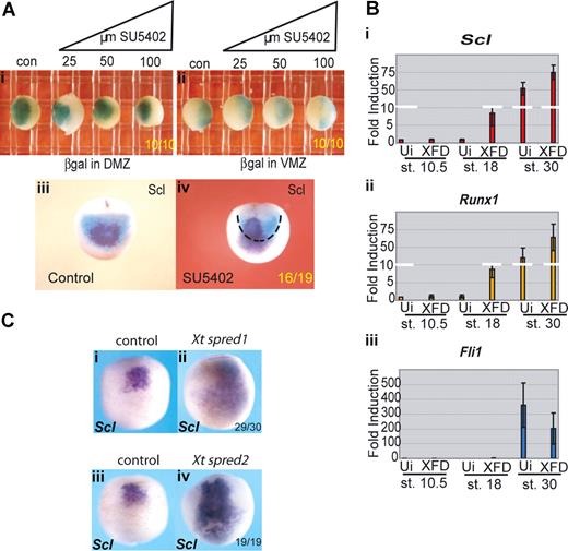Figure 3. Erythroid gene expression in the pVBI is suppressed by FGF signaling. (A) The anterior/posterior boundary within the VBI is unchanged by SU5402 treatment, but Scl expression is expanded into posterior territory. Embryos were injected at the 4-cell stage with 200 pg β-galactosidase mRNA into (i) both DMZ blastomeres or (ii) both VMZ blastomeres. Embryos were treated from stage 8 with increasing concentrations of SU5402 (25-100 μM) and grown along with controls (con) to stage 18/19 then stained for β-galactosidase. (iii,iv) Embryos injected with 200 pg β-galactosidase RNA per DMZ blastomere were treated with 25μM SU5402 from stages 8-18. Embryos were stained for βgal and subsequently probed for Scl by whole-mount in situ hybridization. Black dashed line in subpanel iv delineates the limit of β-gal staining (DMZ territory) at stage 18. Subpanels i and ii are ventral views; and subpanels iii and iv, anterior views. Embryo numbers are in the bottom right corner of each subpanel. (B) Injection of a dominant-negative FGF receptor induces precocious erythroid gene expression in VMZ explants; 200 to 400 pg XFD mRNA (levels that strongly block MAPK activity, Figure S3b) was injected into both VMZ blastomeres of 4-cell stage embryos. Embryos were grown to stage 10 when VMZ explants were excised and cultured until sibling embryos reached stages 18 and 30. Explants were processed for real time RT-PCR probing for Scl (i), Runx1 (ii), and Fli1 (iii). Precocious expression of Scl and Runx1 at stage 18 was observed in XFD injected explants compared with uninjected (Ui) control VMZ explants, whereas expression of the endothelial gene Fli1 was not precociously induced. Values represent the average of 3 experiments; error bars represent SD. (C) FGF antagonists Spred 1 and 2 mimic the effects of SU5402. Embryos at the 2-cell stage were injected in the marginal zone with 1ng of Xt Spred 1 (ii) or 2ng Xt Spred 2 (iv) mRNAs, levels previously shown to block MAPK activation efficiently,34 and grown alongside uninjected controls (i,iii) to neurula stages when they were probed for expression of Scl by whole-mount in situ hybridization. Expansion of Scl expression into posterior and lateral regions was seen as for SU5402 treatment. Embryo numbers are in the bottom right corner of each subpanel.
