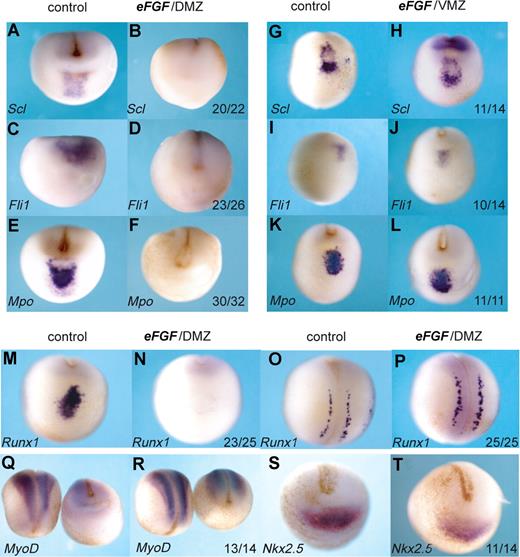 Figure 4. Overexpression of FGF in the DMZ, but not the VMZ, eliminates the anterior hemangioblast program. Embryos at the 4-cell stage were injected with 400 fg eFGF mRNA either into the DMZ (B,D,F,N,P,R,T) or the VMZ (H,J,L). Control embryos (A,C,E,G,I,K,M,O,Q,S) were water injected. Embryos were grown to stage 18/19 and then probed by in situ hybridization for Scl, Fli1, Mpo, Runx1, MyoD, or Nkx2.5. Probes used are indicated in the bottom left hand corner, and numbers of embryos probed are indicated in the bottom right-hand corner of each box. Panels M,N and O,P are anterior-ventral and dorsal views, respectively, of the same embryo probed for Runx1. Panels Q and R show dorsal views for left-hand embryos and anterior-ventral views for right hand embryos. All other embryos show anterior-ventral views.