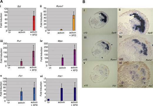 Figure 5. Induction of the anterior hemangioblast program in animal caps requires signaling by activin in the absence of FGF. (A) Embryos at the 1-cell stage were injected in the animal pole with 200 to 400 fg activin mRNA either alone or in combination with 400 pg dominant-negative FGF receptor (XFD) mRNA. Embryos were grown to stage 8, and animal caps were excised and cultured in 1 × MBS to stage 18 and then processed for real-time RT-PCR analysis, probing for Scl (i), Runx1 (ii), SpiB (iii), Mpo (iv), Fli1 (v), and Flk1 (vi). Values represent the average of 3 experiments; error bars represent SD. (B) SpiB, Runx1, and Fli1 expression overlap in animal caps in which the anterior hemangioblast program has been induced by injection of activin and XFD mRNA; 400 fg activin plus 400 pg XFD mRNA were injected into the animal pole at the 1-cell stage, caps were excised at stage 8 and cultured to stage 18/19 as judged by sibling embryos. Caps were fixed, embedded, and sectioned in wax. Alternate 10 × 10-μm sections were probed for SpiB (i,ii), Runx1 (iii,iv), and Fli1 (v,vi) by in situ hybridization on sections. Original magnification ×10 for subpanels i, iii, and v. Original magnification ×20 for panels ii, iv, v, and vi (the same sections).