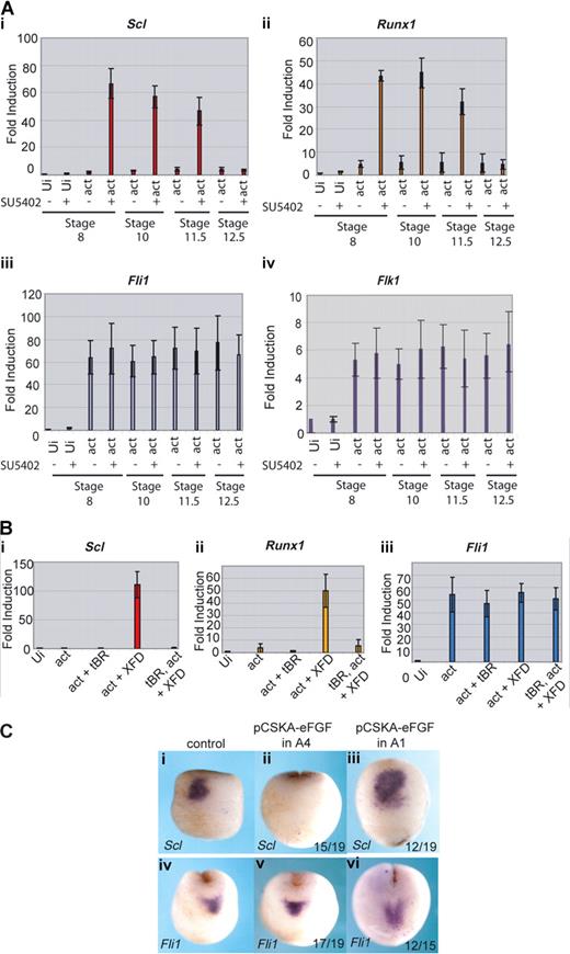 Figure 6. FGF blocks erythroid gene expression by inhibiting its induction by BMP. (A) Erythroid gene expression is induced in caps when FGF signaling is blocked during gastrulation; 400 fg activin mRNA was injected into the animal pole of single cell embryos. At stage 8, animal caps were excised and cultured in the presence of 50 μM SU5402 or buffer from stage 8, 10, 11.5, or 12.5 until sibling embryos reached stage 18. Caps were processed for real-time RT-PCR probing for Scl (i), Runx1 (ii), Fli1 (iii), and Flk1 (iv). Ui- indicates uninjected; act, activin. Values represent the average of 3 experiments; error bars represent SD. (B) The induction of Scl and Runx1 by activin + XFD is BMP-dependent; 400 fg activin mRNA was injected with or without 1 ng tBR mRNA and 400 pg XFD mRNA. Animal caps were excised at stage 8 and cultured until sibling embryos reached stage 18. Explants were snap frozen and processed for real-time RT-PCR probing for Scl (i), Runx1 (ii), or Fli1 (iii). Ui indicates uninjected; tBR, truncated dominant negative BMP receptor; act, activin. Values represent the average of 3 experiments; error bars represent SD. (C) FGF expressed in presumptive ventral ectoderm late during gastrulation blocks Scl but not Fli1 expression in the anterior hemangioblast. Embryos were injected with 10 ng pCSKAefgf DNA either into both A4 blastomeres (ii,v) or both A1 blastomeres (iii,vi) at the 32-cell stage. Correctly targeted embryos were identified using coinjected GFP mRNA, and these embryos were grown to stage 17 alongside uninjected controls (i,iv) then probed for Scl (i,iii) or Fli1 (iv,vi) expression by whole-mount in situ hybridization. Scl, but not Fli1, expression was blocked when A4 was targeted (ii,v), whereas expression of both genes was unaffected when A1 was targeted (iii,vi). Numbers of embryos assayed is recorded in bottom right of each panel.