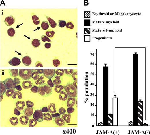 Figure 4. May-Giemsa staining of cells sorted with anti–JAM-A antibody. (A) May-Giemsa staining of JAM-A+ (i) and JAM-A− (ii) cells from BM of a 9-week-old mouse. Samples were examined using a Nikon Optiphot-2 microscope with a Nikon E plan 40×/0.65 numeric aperture objective and 10× eyepiece lens (Nikon, Tokyo, Japan). Images were acquired with an Evolution MP color camera (Media Cybernetics, Silver Spring, MD) and Image Pro Plus software (v4.5, Media Cybernetics). Arrows show progenitors. Scale bar = 10 μm. (B) The percentage of 4 phenotypically distinct groups in JAM-A+ and JAM-A− cells from BM of a 9-week-old mouse: progenitors (immature blastic cells), mature myeloid, mature lymphoid and erythroid, or megakaryocyte lineage cells. Results from 2 independent experiments are shown. Error bars represent SD.