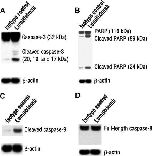 Figure 3. Induction of apoptosis markers by lumiliximab in CLL cells. CLL cells from 3 patients were assessed for induction of apoptosis markers by lumiliximab. Cells were incubated in the presence of 10 μg/mL lumiliximab or CE9.1 isotype control antibody, followed by crosslinking with F(ab′)2 goat-antihuman IgG. After 18 hours, cells were harvested and subjected to Western blot analysis with (A) anti–caspase-3, (B) anti-PARP, (C) anticleaved caspase-9, and (D) anticaspase-8 antibodies. A representative sample is shown in panels A-D.