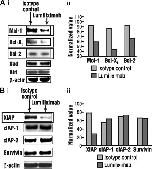 Figure 5. Lumiliximab down-regulates antiapoptotic proteins. CLL cells treated with lumiliximab for 18 hours were lysed and subjected to Western analysis for (A) Bcl-2 family and (B) inhibitor-of-apoptosis (IAP) proteins. Films were scanned and quantitated by normalizing to β-actin, using Scion software (Frederick, MD).
