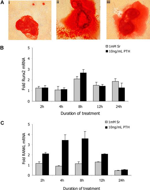 Figure 1. Strontium promotes osteoblasts' activity in vitro. (A) The mineralization of bone nodules was detected by alizarin red S staining in primary osteoblast cultures that had been incubated for 21 days in osteogenic media alone (i) or osteogenic media containing 1 mmol/L Sr (ii) or 10 ng/mL PTH (iii). The mRNA expression levels of runx2 (B) and RANKL (C) were determined by real-time RT-PCR in primary murine osteoblasts. Cells plated in 6-well plates were treated in complete media with 1 mmol/L Sr or 10 ng/mL PTH and harvested after 2, 4, 8, 12, and 24 hours. The results are reported as fold change in gene expression relative to untreated controls after being normalized to GAPDH (ΔΔCT method), and columns represent mean value (± SEM) of 3 different experiments.