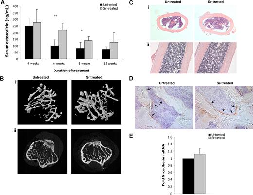 Figure 2. In vivo administration of strontium increases bone formation. (A) Serum blood was obtained from untreated and treated for 4, 6, 8, and 12 weeks with Sr mice and the concentration of osteocalcin was measured by ELISA. Data are mean (± SEM; n = 8 per group). * P < .05 and ** P < .01. (B) Tibias from mice treated with Sr for 8 weeks were subjected to micro-CT analysis and were compared with ones from untreated age-matched littermates. Representative images of 3D micro-CT reconstruction (i) and 2D microCT scan (ii). (C) Hematoxylin and eosin staining in paraffin-embedded sections of decalcified tibias, vertical (i) and parallel (ii) to the long axis of the tibia sections. Magnifications, ×100. (D) N-cadherin staining in femur sections from mice treated with Sr for 8 weeks (right) and untreated mice (left). Arrows indicate N-cadherin+ osteoblasts. Magnifications, ×200. (E) Osteoblasts were obtained from tibias and femurs of mice treated with Sr for 8 weeks or untreated mice, and the mRNA expression levels of N-cadherin were determined by real-time RT-PCR. The results are reported as fold change in gene expression relative to untreated controls after being normalized to GAPDH (ΔΔCT method), and columns represent the mean value (± SEM) of 2 different experiments (4 mice per group).