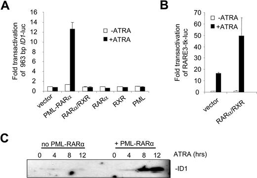 Figure 2. The ID1 promoter is transactivated by PML-RARα but not by RARα/RXR. (A) Hep3B cells were transfected with the 963-bp ID1 promoter-luciferase reporter construct (ID1-luc) together with a control vector expressing Renilla luciferase. In addition, vectors coding for the various proteins indicated in the figure were transfected. Transactivation is expressed as arbitrary units and is corrected for transfection efficiency measured by Renilla luciferase. Background luminescence of the cells transfected with only the reporter construct without nuclear receptors and in the absence of ATRA was set at 1. Cells were cultured for 16 hours without (▭) and with () ATRA. Mean values and standard deviations from 3 independent experiments (± SD) are shown. (B) To show transactivation by unrearranged retinoic acid receptors, cells were transfected with the RARE3-tk-luc vector, containing 3 bona fide RAREs. Mean values of 3 independent experiments (± SD) are shown. (C) ID1 expression is increased by PML-RARα in the presence of ATRA. The zinc-inducible PML-RARα cell line U937-PR9 was grown in the absence (left panel) or presence (right panel) of zinc for 16 hours. Cells were treated with ATRA and harvested at the indicated time points. Proteins were size-fractionated by SDS–polyacrylamide gel electrophoresis (SDS-PAGE). Immunostaining was done with anti-ID1 antibody.